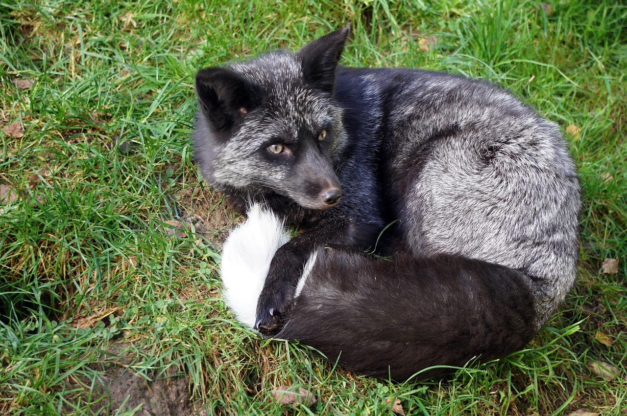 Photo of a gray fox