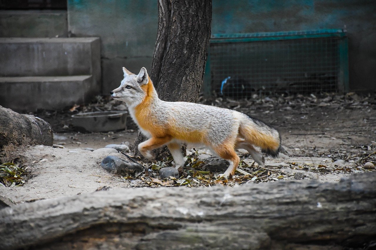 Photo of a gray fox