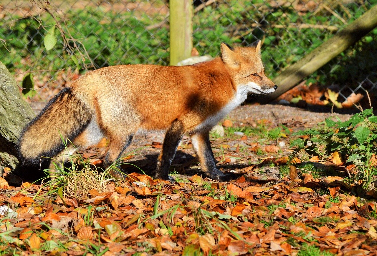 Photo of a red fox